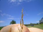 : - Agrostis avenacea