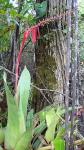 : - Aechmea nudicaulis