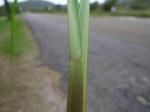 Bahiagras - Paspalum notatum