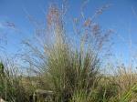 :-Poa sieberiana