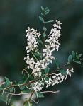 : - Aloysia gratissima