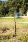 :-Sporobolus pyramidalis