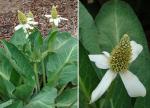Kalifornischer Eidechsenschwanz - Anemopsis californica