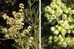 : - Colletia spinosissima