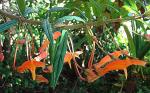 : - Columnea strigosa