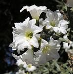 : - Cordia decandra