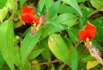 : - Cuphea nudicostata