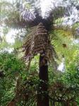 : - Dicksonia sellowiana