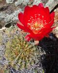 : - Echinopsis pentlandii