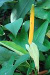 : - Anthurium ochranthum