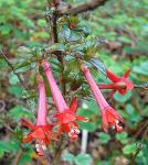 : - Fuchsia loxensis