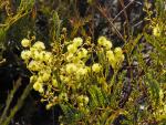 : - Acacia terminalis