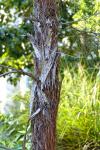 : - Allocasuarina inophloia