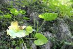 : - Alocasia hypnosa