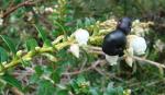 : - Gaultheria myrsinoides