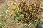 : - Bursaria spinosa subsp. lasiophylla