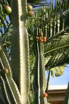: - Cereus hildmannianus