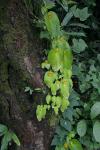: - Chirita micromusa