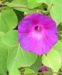 : - Ipomoea philomega
