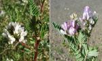 : - Astragalus garbancillo