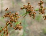 : - Cladium mariscus subsp. intermedium