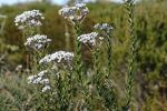 : - Conospermum ellipticum