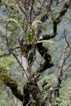 : - Dendrochilum dewindtianum