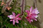 : - Disocactus phyllanthoides
