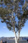 : - Eucalyptus mannifera