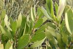 : - Hakea laevipes