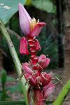 : - Musa velutina