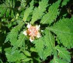 : - Nasa triphylla