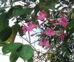 : - Mansoa hymenaea