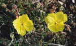: - Oenothera magallanica