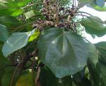 : - Oreopanax pycnocarpus