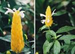 Goldähre - Pachystachys lutea