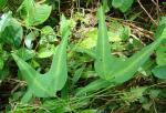 : - Passiflora sandrae