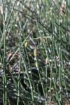 Winter-Schachtelhalm - Equisetum hyemale