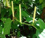 : - Piper arboreum