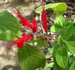 : - Salvia cinnabarina