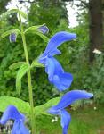 Mexikanischer Salbei - Salvia patens