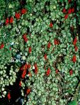 : - Sarmienta scandens
