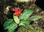 :-Scutellaria costaricana