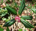 : - Symplocos matudae