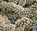 Aschfarbener Molinoskaktus - Tephrocactus molinensis