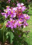 : - Tibouchina mollis