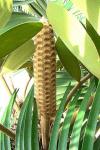: - Zamia furfuracea