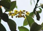 : - Byrsonima crassifolia