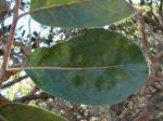 : - Aspidosperma tomentosum