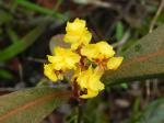 : - Byrsonima viminifolia